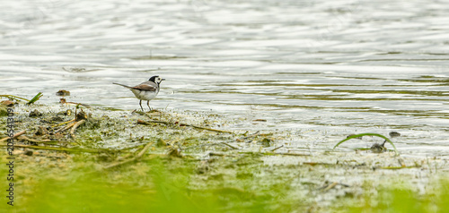 Foto white wagtail (Motacilla alba) at water
