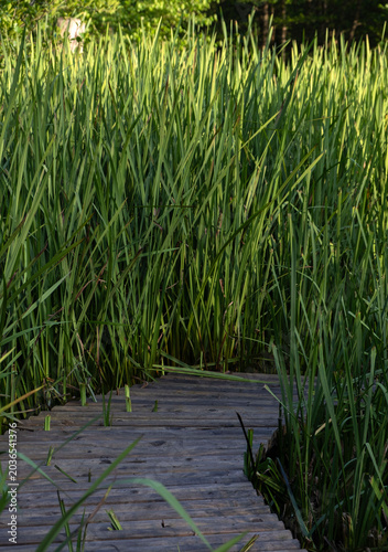 Fotografie Wooden boardwalk through tall green reeds in wetland