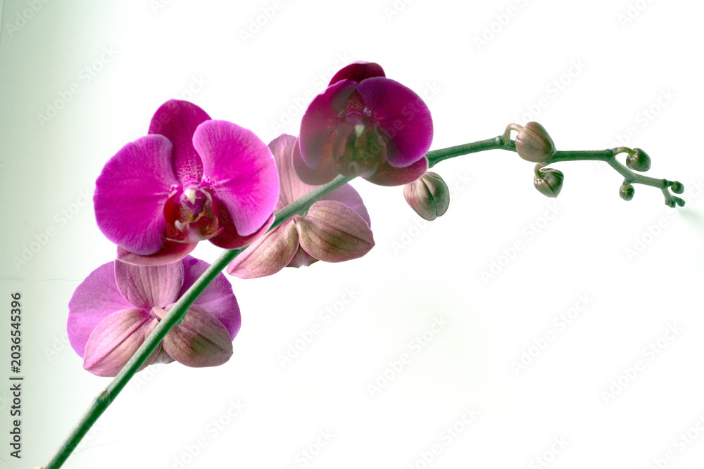 Fototapeta premium A houseplant, Phalaenopsis orchid.