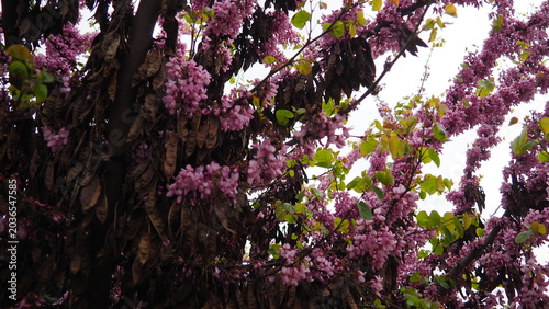 Photos Cercis siliquastrum, European Cercis, Judas tree or Judas-tree is small deciduous species of redbud in flowering plant family Fabaceae