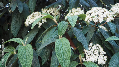 фотографія Viburnum rhytidophyllum or leatherleaf viburnum is species of flowering plant in Viburnaceae