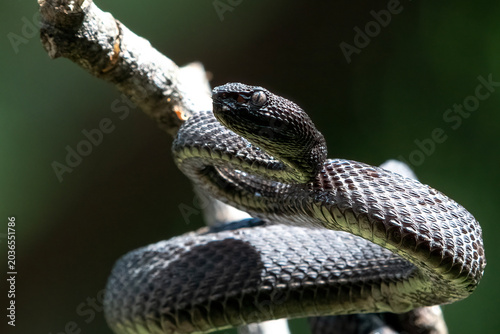 Fotografi a black mangrove pit viper in a threatening position