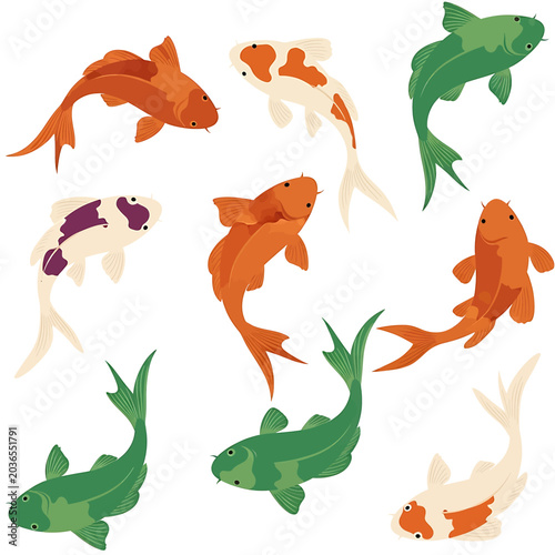 Colorful koi fish swimming together 4.