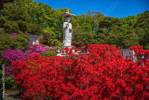 Foto Photographs of Bongeunsa Temple in spring are especially beautiful