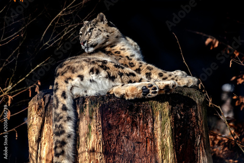Foto Snow leopard on the stump. Latin name - Uncia uncia