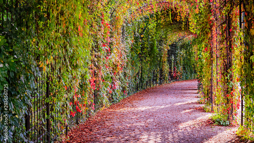 Bild auf Leinwand Colorful path surrounded by leaves at a garden in autumn with a clear sky above
