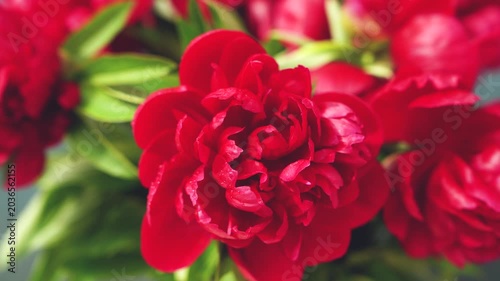 Red peony flowers bouquet with shallow depth of field on blurred background. Floral cinematic video footage. Spring blooming garden and botanical concept. Design for wallpaper, banner, poster