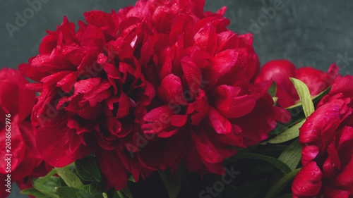 Red peony flowers bouquet with shallow depth of field on blurred background. Floral cinematic video footage. Spring blooming garden and botanical concept. Design for wallpaper, banner, poster