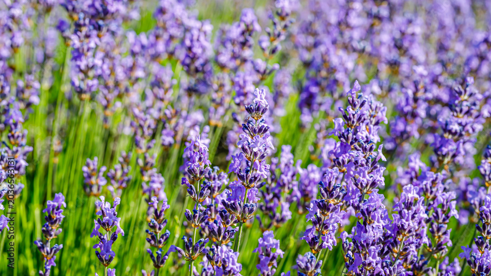 Fototapeta premium Lavender field full of blooming flowers in a garden during the summer afternoon in a rural area