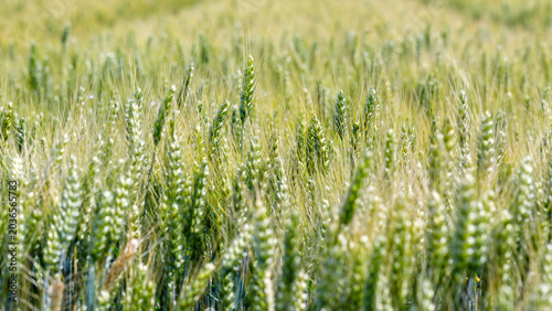 Fotografía Wheat field grows under sunlight in the countryside during the summer season wit