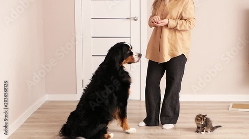 Young woman training Bernese mountain dog with treats at home while kitten sitting nearby