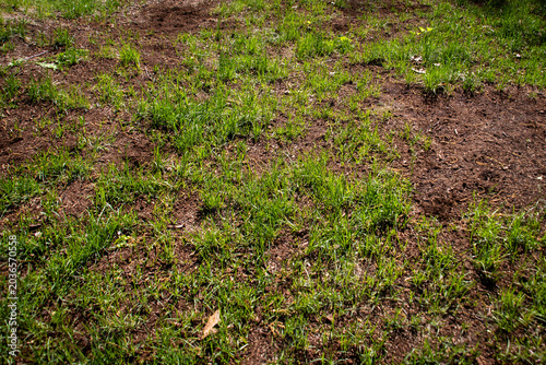 фотографія Damaged lawn with patchy grass and fresh soil repair