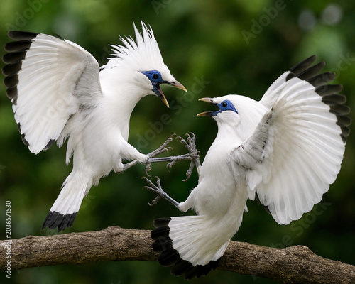 Two Bali Mynas Fighting Mid-Air with Spread Wings