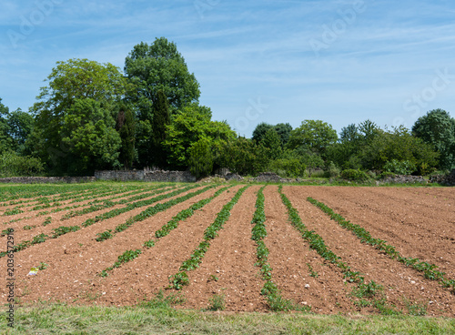 jardin potager géant