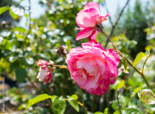 roses