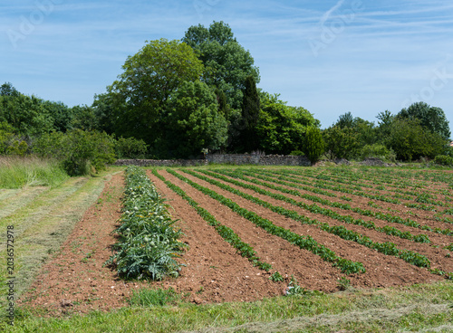 jardin potager géant