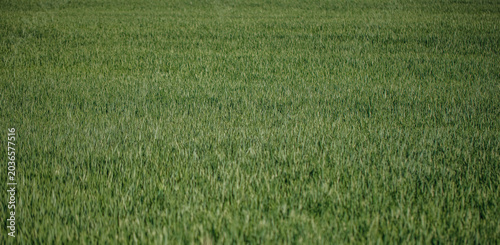Foto Green wheat field natural background texture with fresh growing cereal plants