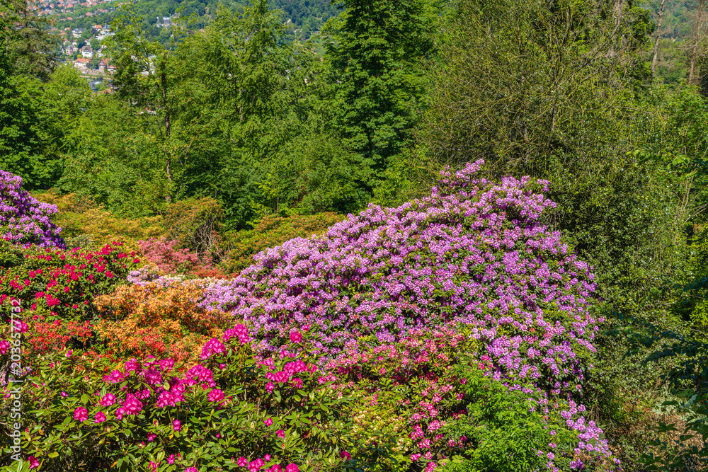 Obraz premium Colorful flowers bloom in a garden overlooking hills during sunny daylight hours in a warm season
