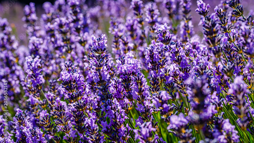 Fototapeta premium Lavender plants in bloom at a field during daytime with bright light illuminating the flowers