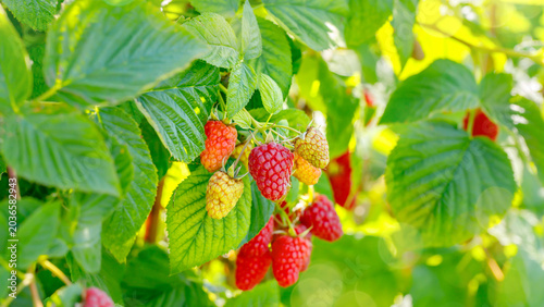 Bilde på lerret Raspberry plants with ripe and unripe berries growing in a garden under sunny we