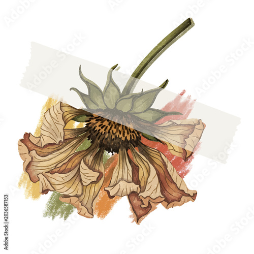 Foto Wilted Dried Sunflower Closeup View.