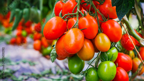 Foto Fresh tomatoes grow on vines in a sunny garden during the summer season with som