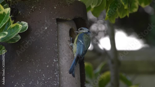 blue tits feed their young
