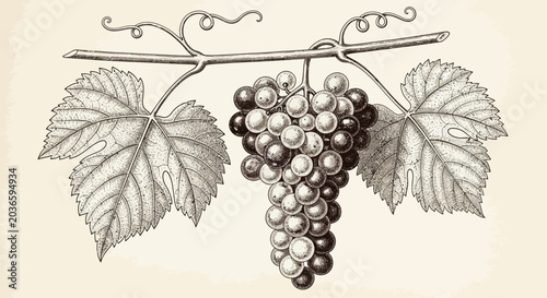 Vintage Style Illustration of a Grape Cluster on the Vine