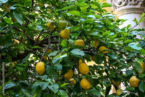 lemon tree in the garden in Granada, south of Spain