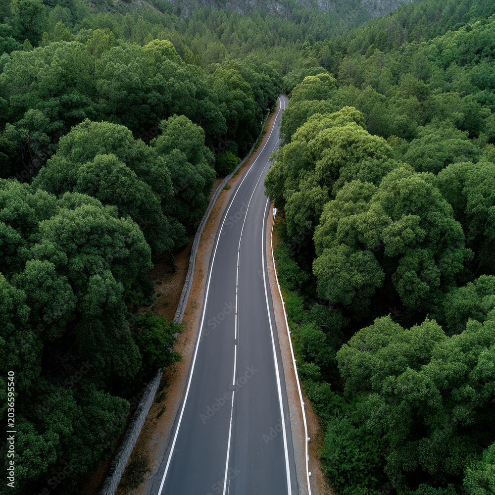 Fototapeta premium Winding road forest aerial green tree nature landscape summer travel scenic outdoor peaceful view