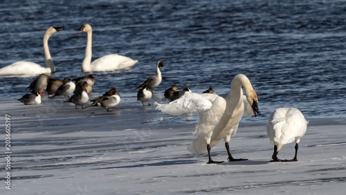Schilderij op canvas Trumpeter swans (Cygnus buccinator); National Elk Refuge; Wyoming