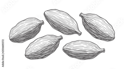 Bild auf Leinwand Five whole dried cardamom pods in a vintage engraving style spice herb food ingr