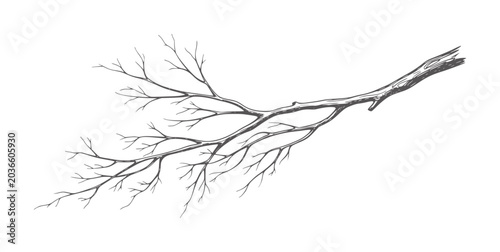 Obraz na płótnie Hand drawn bare tree branch with many thin twigs winter