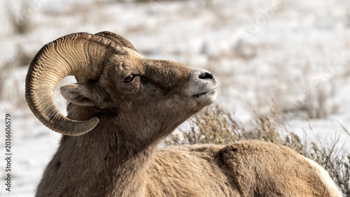 Foto Bighorn sheep grazing in the snow; Nat Elk Refuge; Wyoming