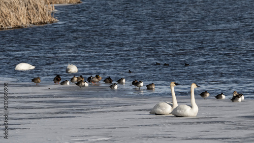 Photos Trumpeter swans (Cygnus buccinator); National Elk Refuge; Wyoming