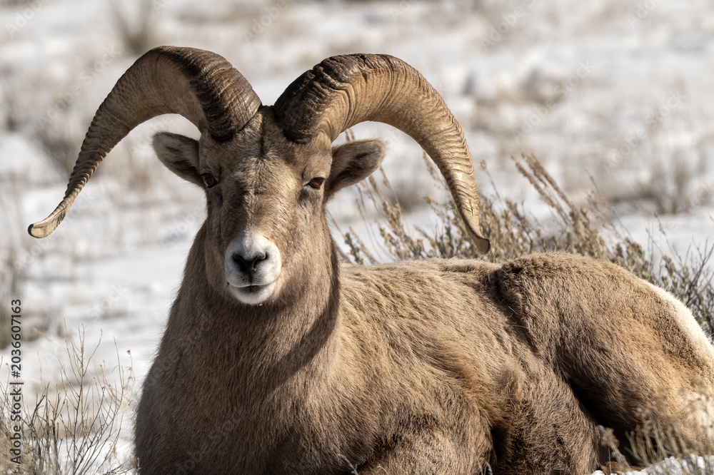 Fototapeta premium Bighorn sheep grazing in the snow; Nat Elk Refuge; Wyoming