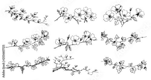 Photos Floral branches and vine elements set with leaves and flowers in hand drawn sket