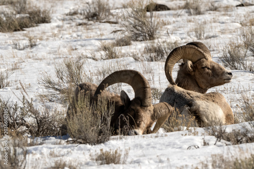 Tableau sur toile Bighorn sheep grazing in the snow; Nat Elk Refuge; Wyoming