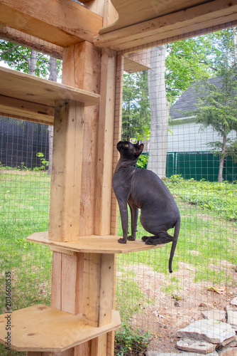 Black sphynx cat curiously playing and exploring