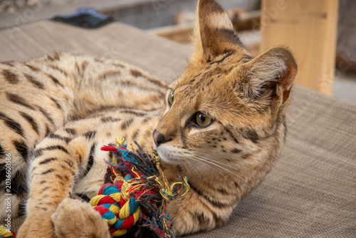 Young Savannah F1 HP cat curiously exploring and playing in an outdoor catio