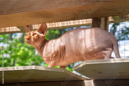 Curious pink sphynx cat exploring and playing in a catio enclosure