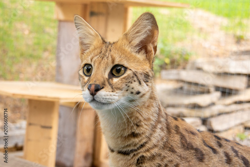 Young Savannah F1 HP cat curiously exploring and playing in an outdoor catio