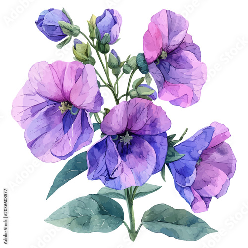 Tableau sur toile watercolor of Garden Pea Flower, hand-drawn, isolated on a white background