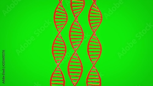 Three Red 3D Deoxyribonucleic Acid Genetic Strands Rotating on Solid Green Screen Background