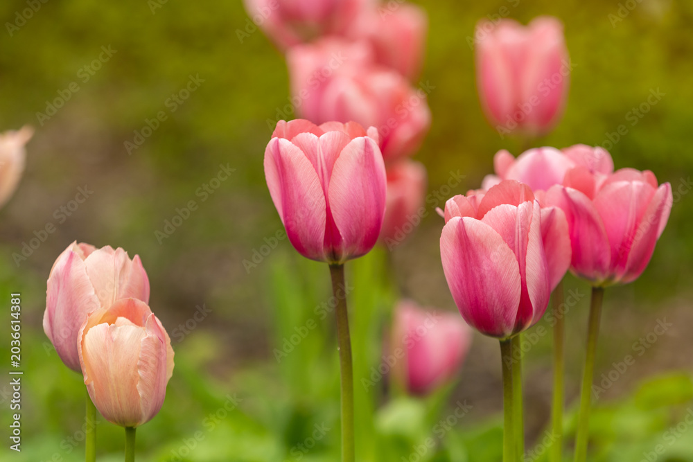 Fototapeta premium Close-up of delicate pink tulips blooming in a spring garden with soft natural light and shallow depth of field. Fresh green foliage and creamy blurred background create a peaceful seasonal scene.