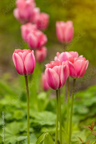 Close-up of delicate pink tulips blooming in a spring garden with soft natural light and shallow depth of field. Fresh green foliage and creamy blurred background create a peaceful seasonal scene.
