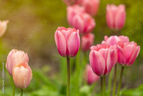 Close-up of delicate pink tulips blooming in a spring garden with soft natural light and shallow depth of field. Fresh green foliage and creamy blurred background create a peaceful seasonal scene.