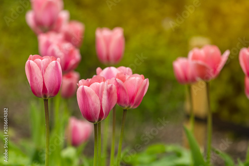 Close-up of delicate pink tulips blooming in a spring garden with soft natural light and shallow depth of field. Fresh green foliage and creamy blurred background create a peaceful seasonal scene.