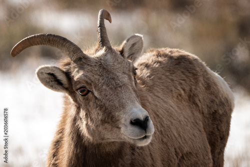 Bild auf Leinwand Bighorn sheep grazing in the snow; Nat Elk Refuge; Wyoming
