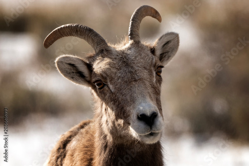 Foto Bighorn sheep grazing in the snow; Nat Elk Refuge; Wyoming